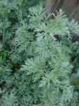 Herb, Perennial - Wormwood - St. Clare Heirloom Seeds
