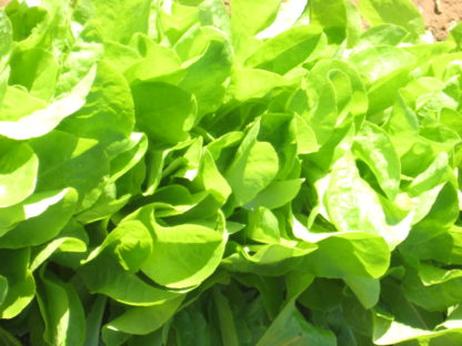Lettuce - Buttercrunch - St. Clare Heirloom Seeds
