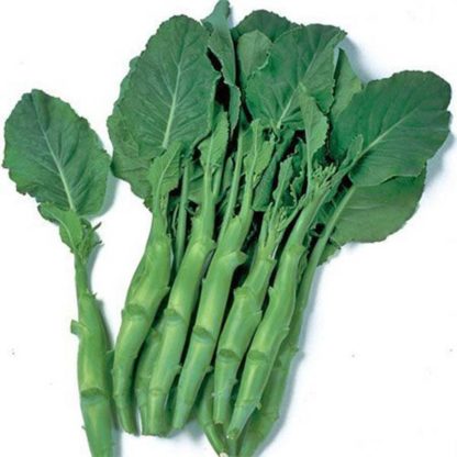 Kale - Kailaan - St. Clare Heirloom Seeds