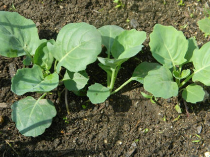 Kale - Kailaan Young Plant - St. Clare Heirloom Seeds