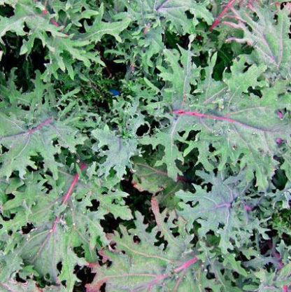 Kale - Red Russian - St. Clare Heirloom Seeds - Photo credit: Sue Brown