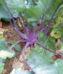 Kohlrabi - Early Purple Vienna - St. Clare Heirloom Seeds