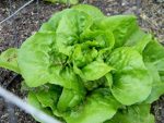 Lettuce, Head - Bibb - St. Clare Heirloom Seeds