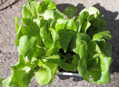 Lettuce, Head - Buttercrunch - St. Clare Heirloom Seeds