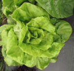 Lettuce, Heading - Buttercrunch Forming Head - St. Clare Heirloom Seeds