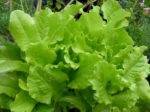 Lettuce, Loose Leaf - Black Seeded Simpson - St. Clare Heirloom Seeds