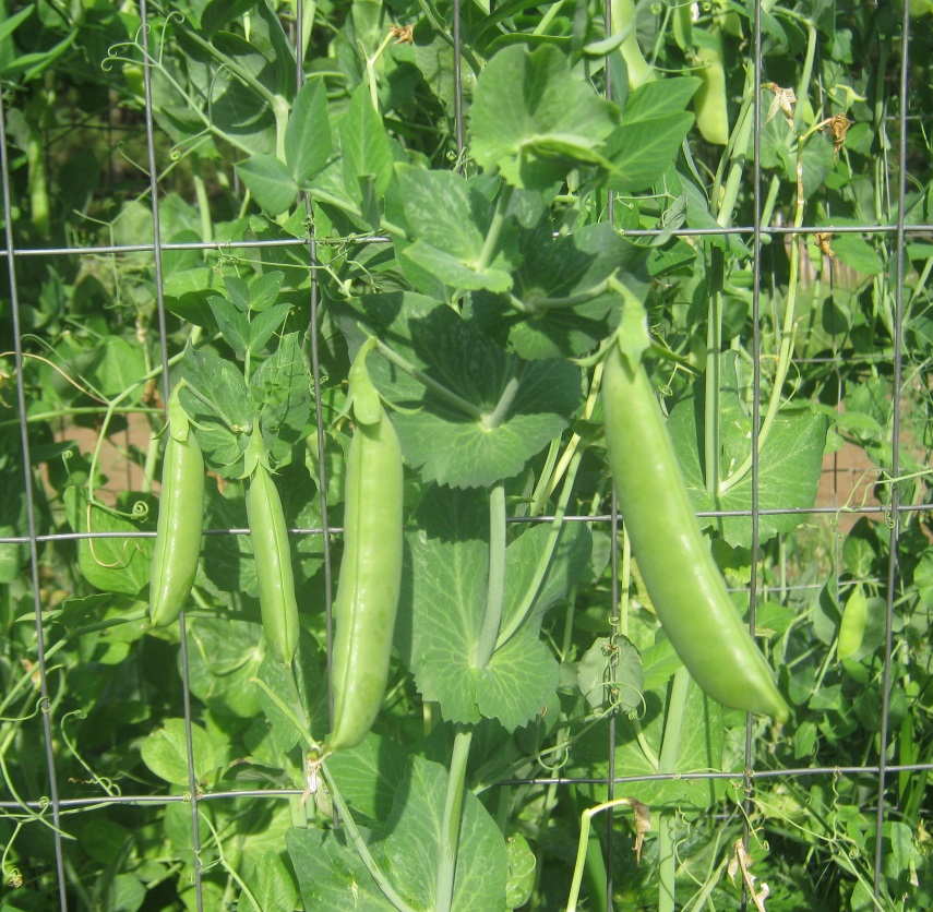 sugar snap peas growing