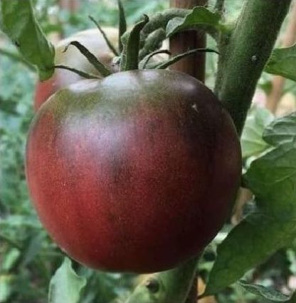 Tomato - Black From Tula - St. Clare Heirloom Seeds