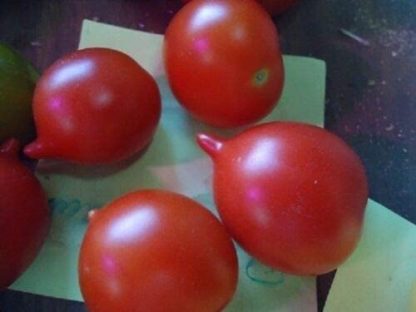 Tomato, Cherry - Riesentraube - St. Clare Heirloom Seeds