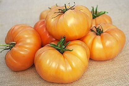 Kentucky Beefsteak Tomato - St. Clare Heirloom Seeds