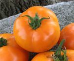 Tomato, Orange and Yellow - Nebraska Wedding - St. Clare Heirloom Seeds