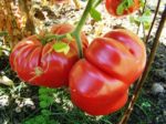Tomato, Pink and Purple - Dutchman - St. Clare Heirloom Seeds
