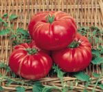 Tomato, Pink and Purple - Soldacki - St. Clare Heirloom Seeds