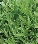 Emerald Catalogna Chicory - St. Clare Heirloom Seeds