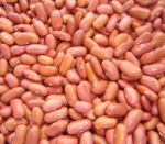 Bean - Light Red Kidney - St. Clare Heirloom Seeds