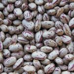 October Bean - St. Clare Heirloom Seeds
