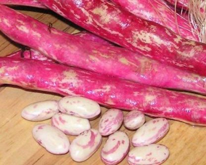 Taylor Dwarf Horticultural Bean - St. Clare Heirloom Seeds