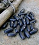 Bean, Dry and Snap - Hendersons Black Valentine - St. Clare Heirloom Seeds