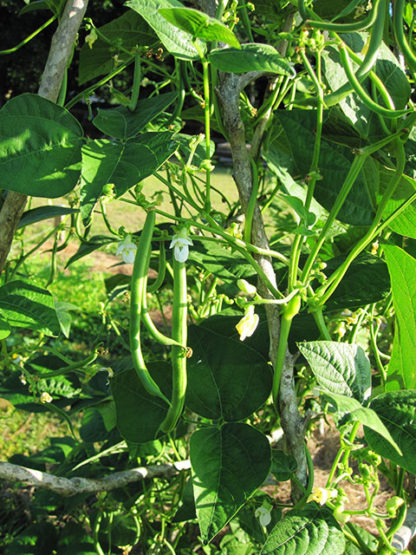 Kentucky Blue Pole Bean - St. Clare Heirloom Seeds Photo Credit Nathan and Amy Selikoff