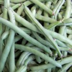 Bean - Top Crop - St. Clare Heirloom Seeds