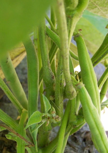 Bean - Top Crop - St. Clare Heirloom Seeds