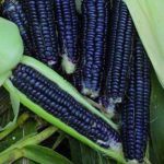 Black Aztec Corn - St. Clare Heirloom Seeds