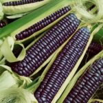Blue Hopi Corn - St. Clare Heirloom Seeds