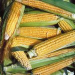 Golden Bantam Improved Non GMO Corn - St. Clare Heirloom Seeds
