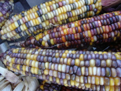 Indian Flint Corn - St. Clare Heirloom Seeds - Photo Credit PJ Smith