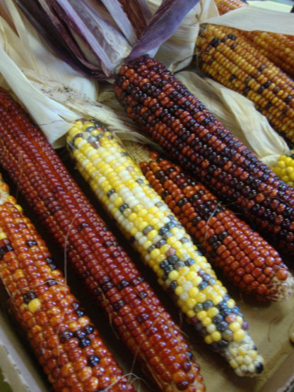 Indian Flint Corn - St. Clare Heirloom Seeds - Photo Credit PJ Smith