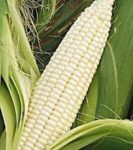 Stowell's Evergreen Corn - St. Clare Heirloom Seeds