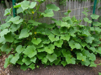 Cucumber - Marketmore 76 - St. Clare Heirloom Seeds