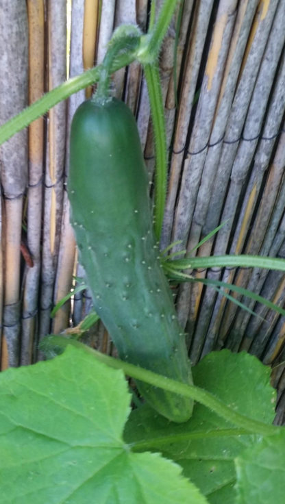 Cucumber - Marketmore 76 - St. Clare Heirloom Seeds Photo Credit RobynAnne