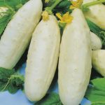 White Wonder Cucumber - St. Clare Heirloom Seeds