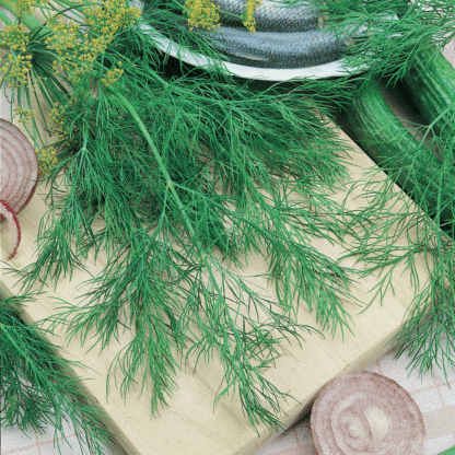 Bouquet Dill - St. Clare Heirloom Seeds