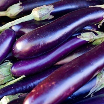 Long Purple Eggplant - St. Clare Heirloom Seeds