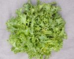 Green Curled Ruffec Endive - St. Clare Heirloom Seeds