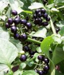 Garden Huckleberry - St. Clare Heirloom Seeds