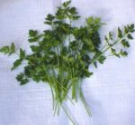 Herb, Annual - Parsley Plain Leaf - St. Clare Heirloom Seeds