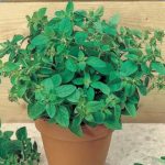 Herb, Annual - Sweet Marjoram - St. Clare Heirloom Seeds