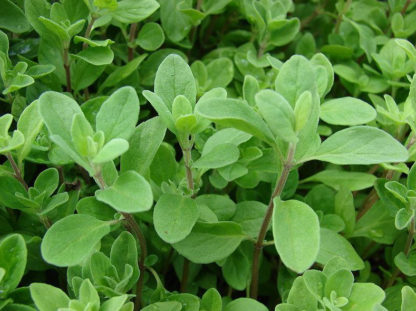 Herb, Annual - Sweet Marjoram - St. Clare Heirloom Seeds - Photo Credit Forest and Kim Starr