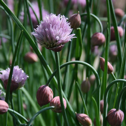 Herb - Chives - St. Clare Heirloom Seeds - Photo credit: Cheryl Netter