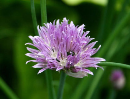 Herb - Chives - St. Clare Heirloom Seeds - Photo credit: Sue Brown