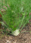 Florence Fennel Herb - St. Clare Heirloom Seeds