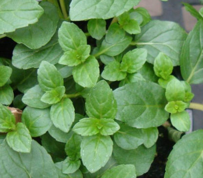 Herb, Perennial - Peppermint - St. Clare Heirloom Seeds