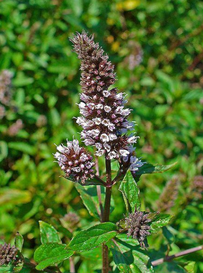 Herb, Perennial - Peppermint Bloom - Photo by H. Zell - St. Clare Heirloom Seeds