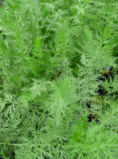 Herbs, Perennial - Caraway - St. Clare Heirloom Seeds