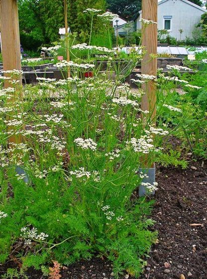 Herbs, Perennial - Caraway photo by H. Zell - St. Clare Heirloom Seeds