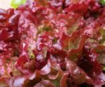 Lettuce, Loose Leaf - Flame - St. Clare Heirloom Seeds