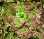 Lettuce, Loose Leaf - Prizehead - St. Clare Heirloom Seeds